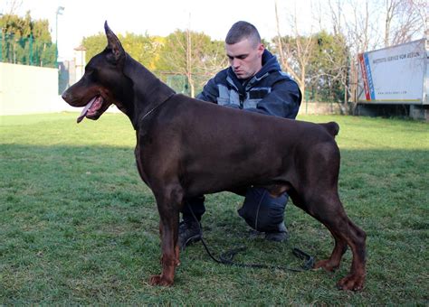 dobermann altobello|More.